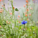 spring-landscapes-wildflowers_33685_600x450[1]