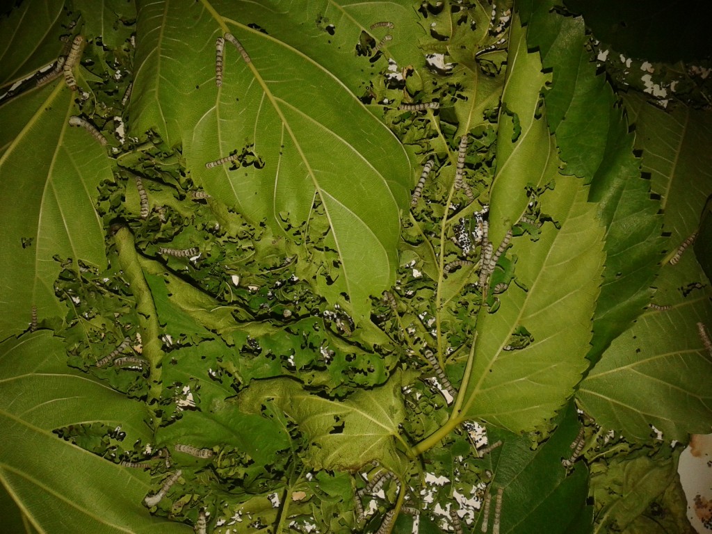 20150525_131021
